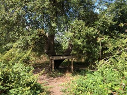 A wooden platform, 1.5 meters off the ground, in a tree in a woodland