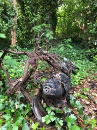 Burnt out, rusted, moped, overgrown with ivy, in a woodland.