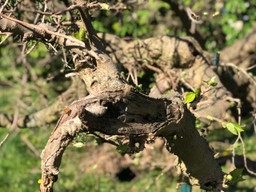 Old Mulberry Tree is sprouting leaves.