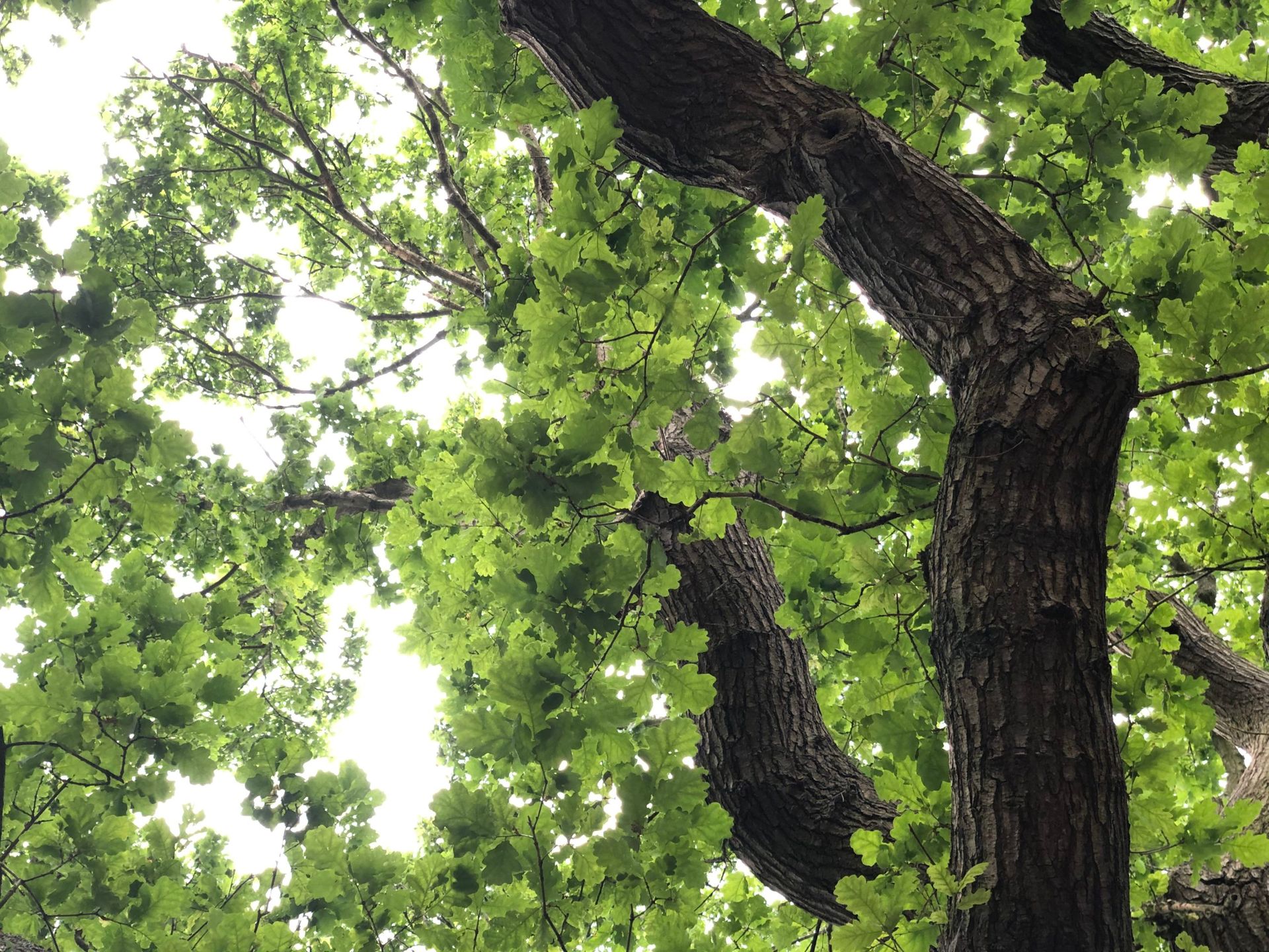 A view of leaves and branches of an oak tree from looking up.