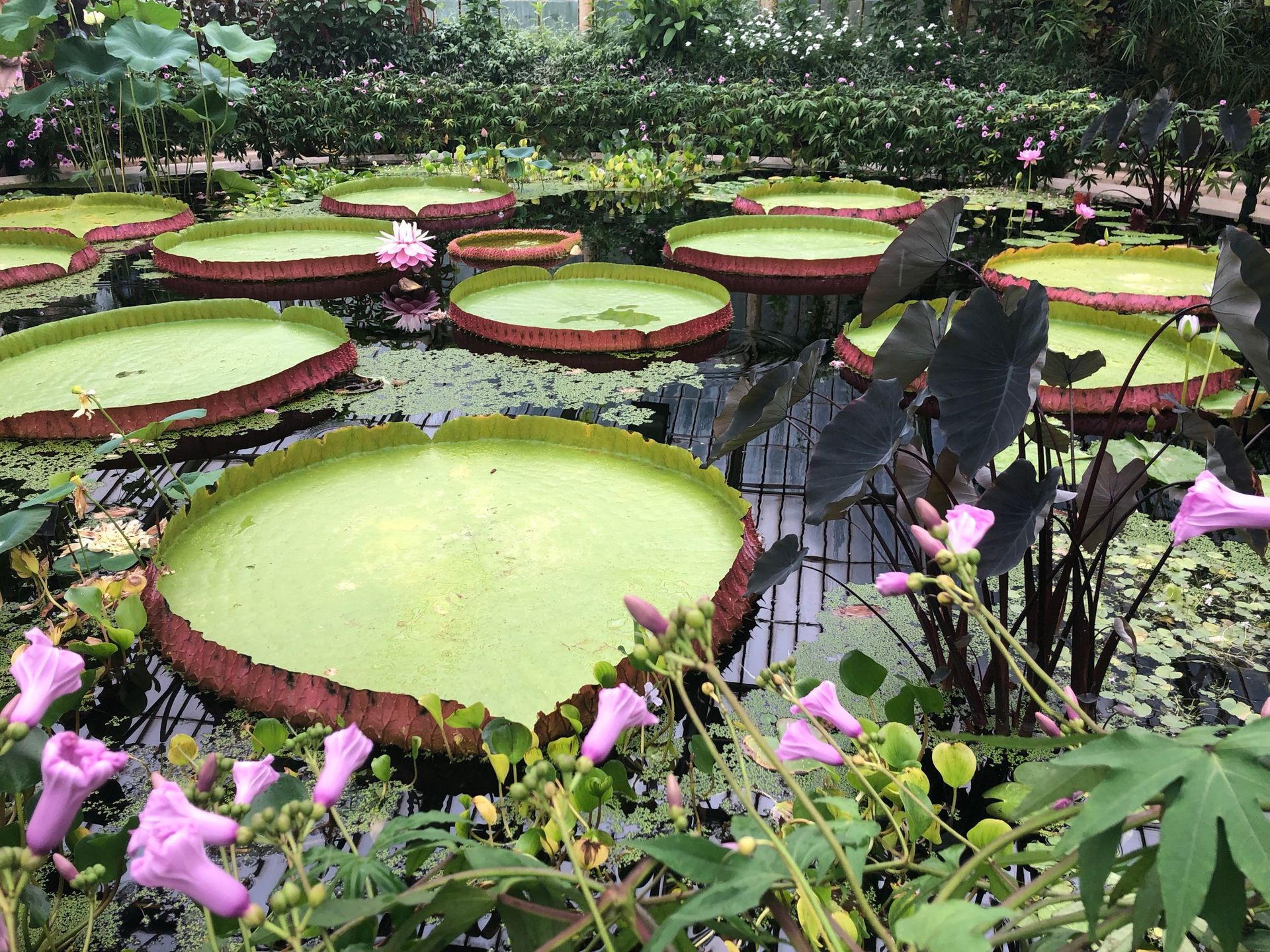 Giant water lilies on a pond in a greenhouse. Pink flowers in the foreground. Green plants surround the pond.
